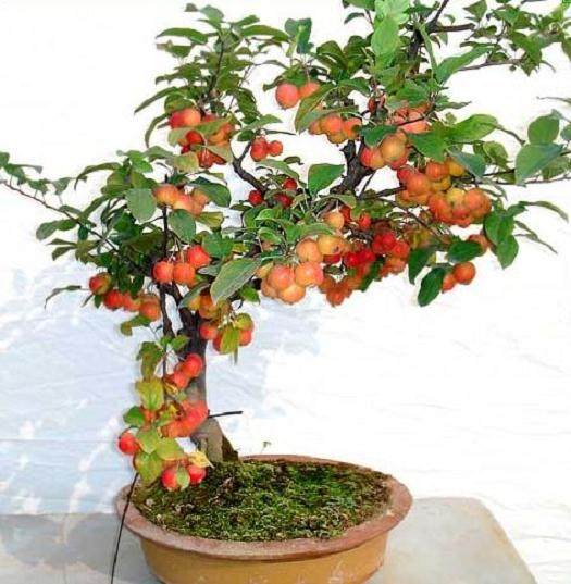 果树盆栽与盆景的矮化措施