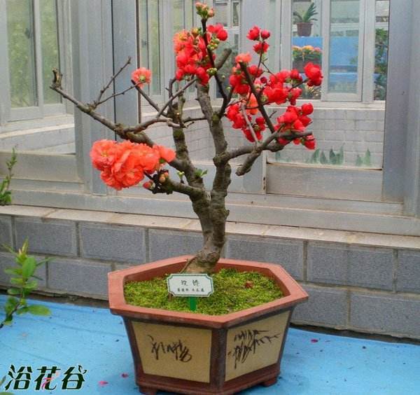 海棠盆景的几种常见造型