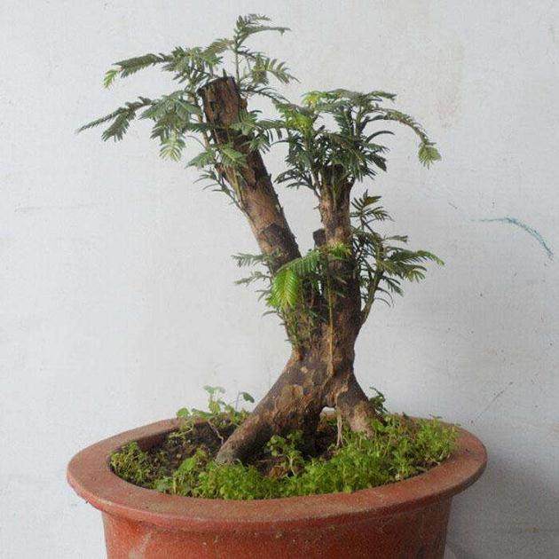 红豆杉盆景的上盆种植方式