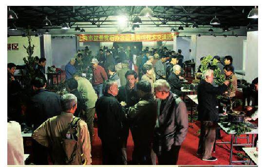 坚持传承发展海派盆景的上海盆景赏石协会