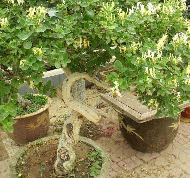 金银花盆景的养护管理