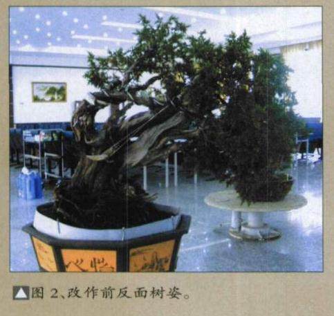 图解 日本刺柏舍利干盆景怎么制作过程