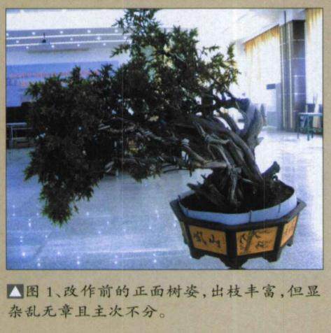 图解 日本刺柏舍利干盆景怎么制作过程