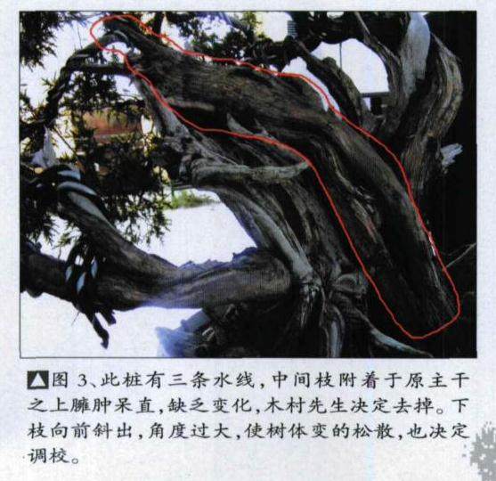 图解 日本刺柏舍利干盆景怎么制作过程