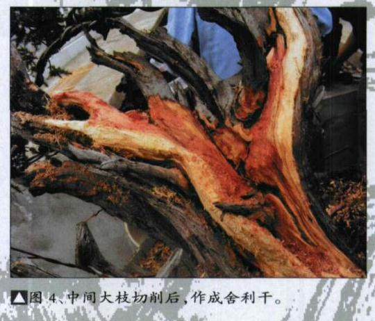 图解 日本刺柏舍利干盆景怎么制作过程