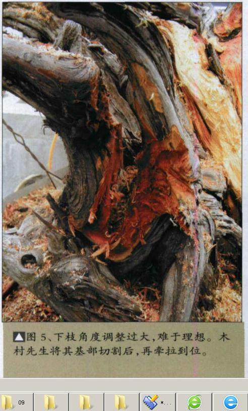 图解 日本刺柏舍利干盆景怎么制作过程