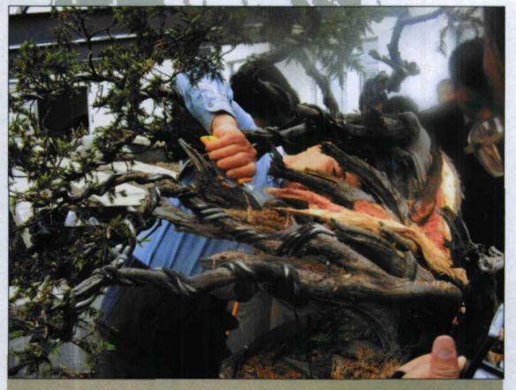 图解 日本刺柏舍利干盆景怎么制作过程