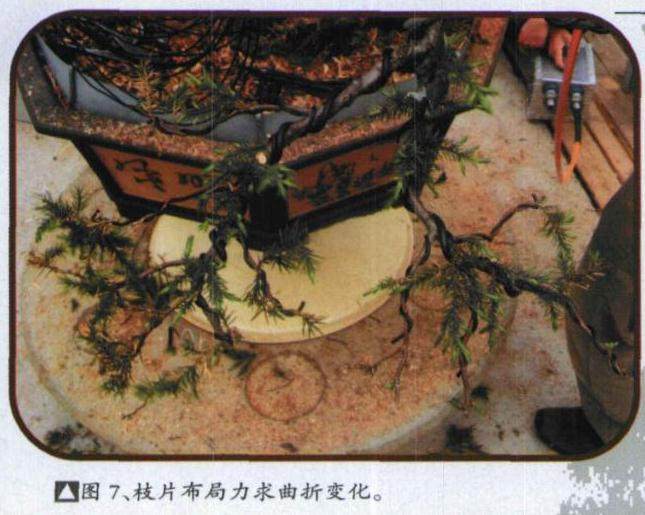 图解 日本刺柏舍利干盆景怎么制作过程