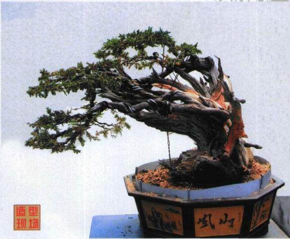 图解 日本刺柏舍利干盆景怎么制作过程