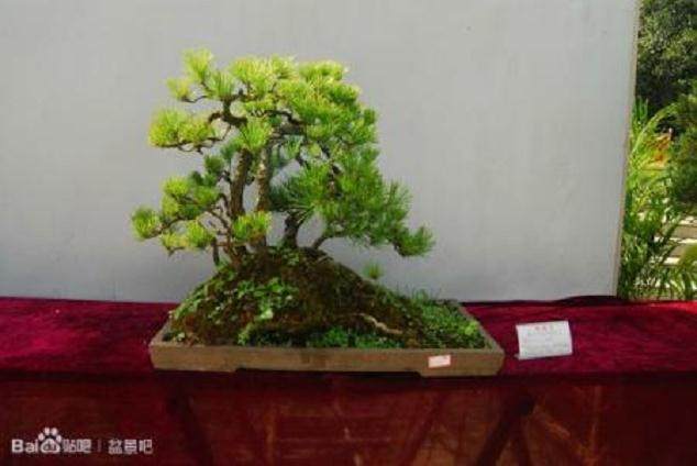 贵州遵义举办迎奥运盆景展