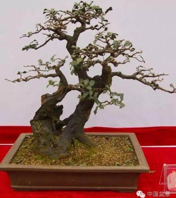 江苏泰州市花木盆景协会积极为城市建设服务