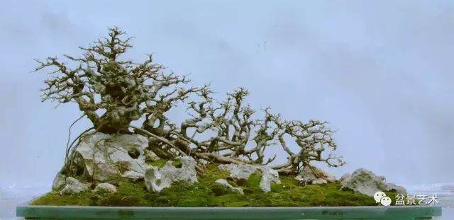 图解 10年制作三角枫盆景的过程