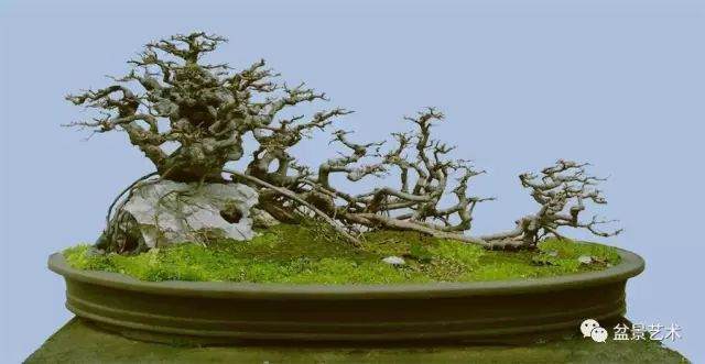 图解 10年制作三角枫盆景的过程