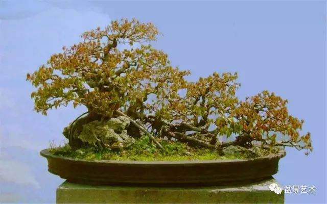 图解 10年制作三角枫盆景的过程