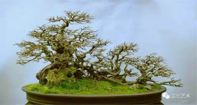 图解 10年制作三角枫盆景的过程