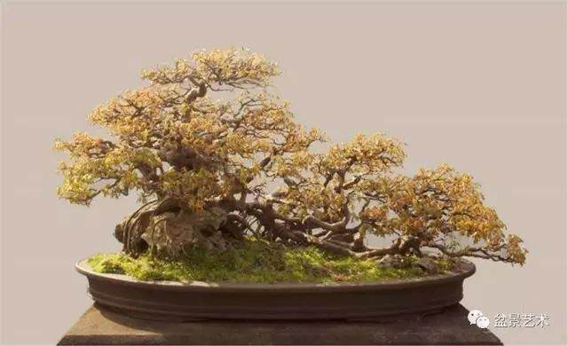 图解 10年制作三角枫盆景的过程
