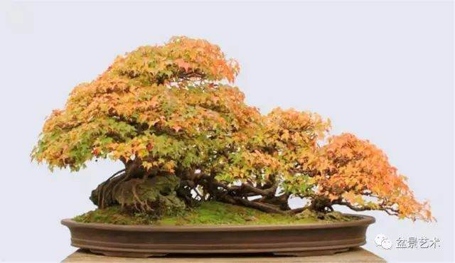 图解 10年制作三角枫盆景的过程