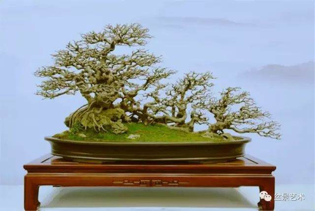 图解 10年制作三角枫盆景的过程