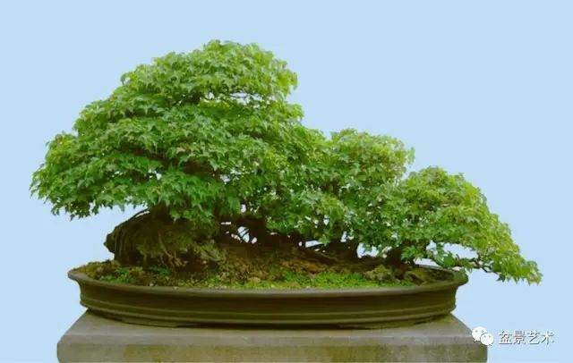 图解 10年制作三角枫盆景的过程
