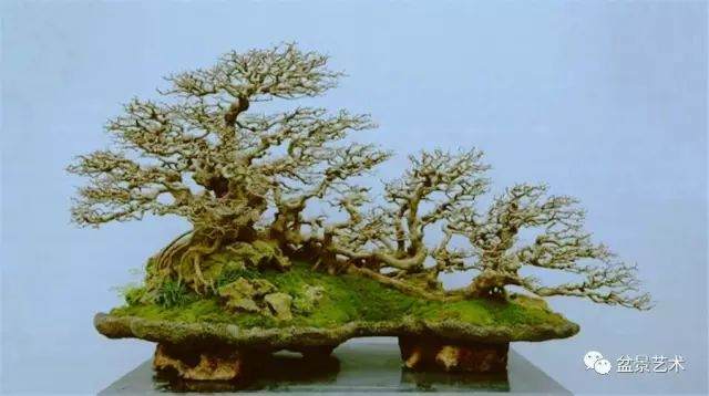 图解 10年制作三角枫盆景的过程