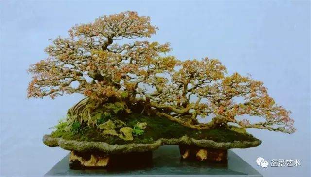 图解 10年制作三角枫盆景的过程