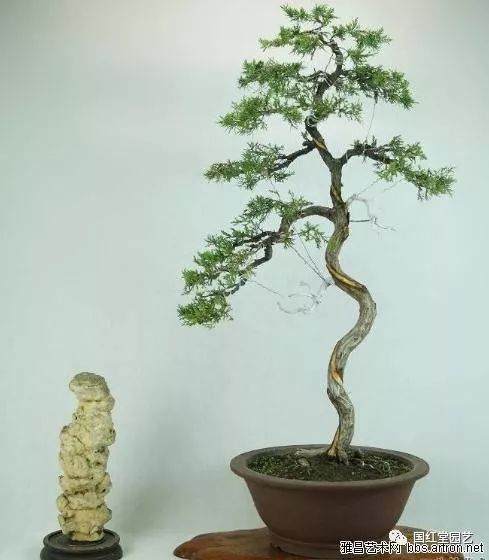 盆景造型初入门 掌握住3个要点