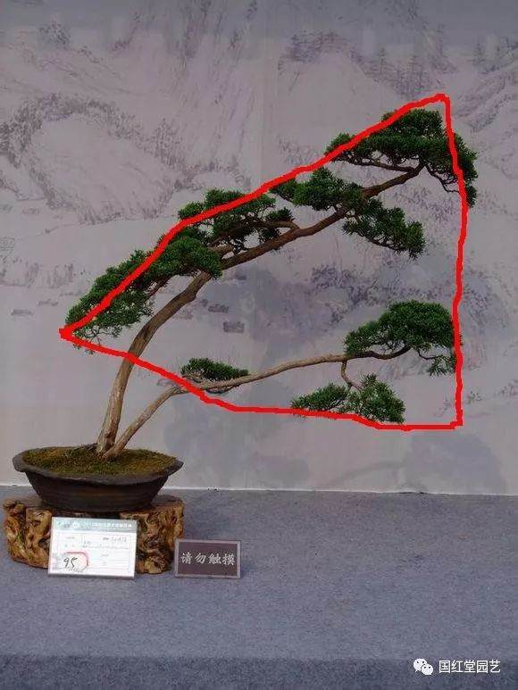 盆景造型初入门 掌握住3个要点