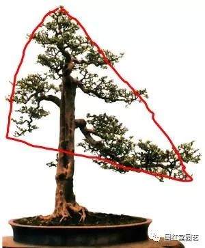 盆景造型初入门 掌握住3个要点