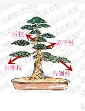 树桩盆景观赏面的确定和枝的布局原则