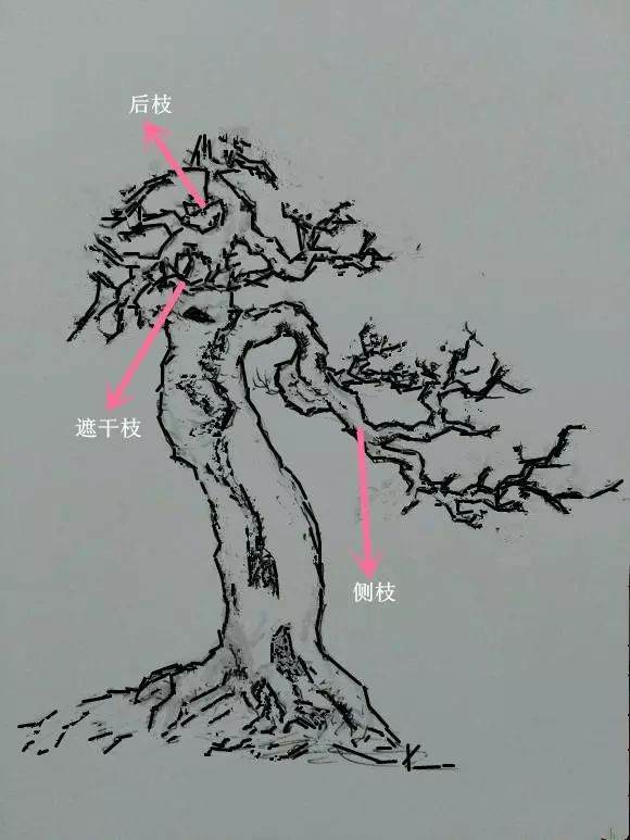 树桩盆景观赏面的确定和枝的布局原则