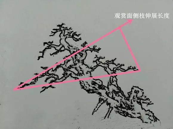 树桩盆景观赏面的确定和枝的布局原则