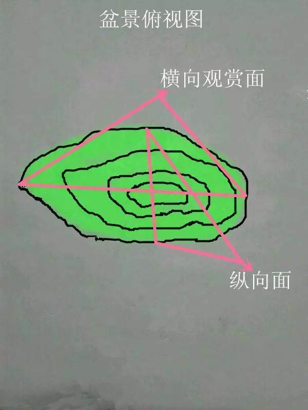 树桩盆景观赏面的确定和枝的布局原则