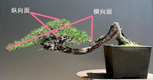 树桩盆景观赏面的确定和枝的布局原则