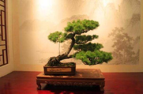 迎客松盆景的养护方法以及注意事项有哪些?