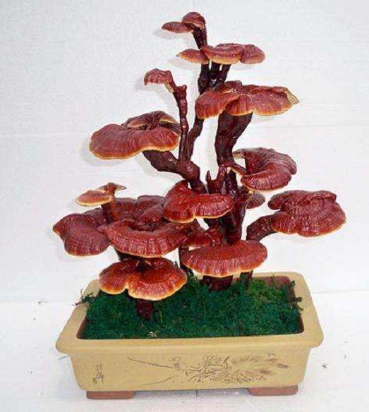 灵芝嫁接及盆景工艺制作