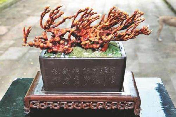 灵芝造型栽培技术及其盆景制作