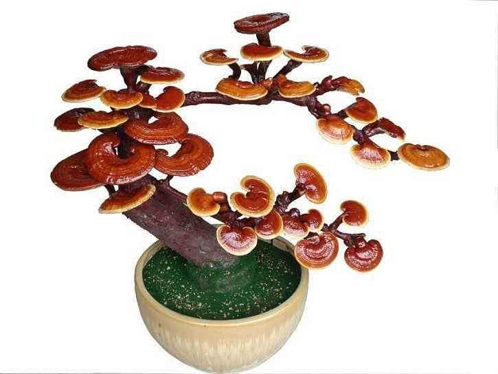 灵芝造型栽培技术及其盆景制作