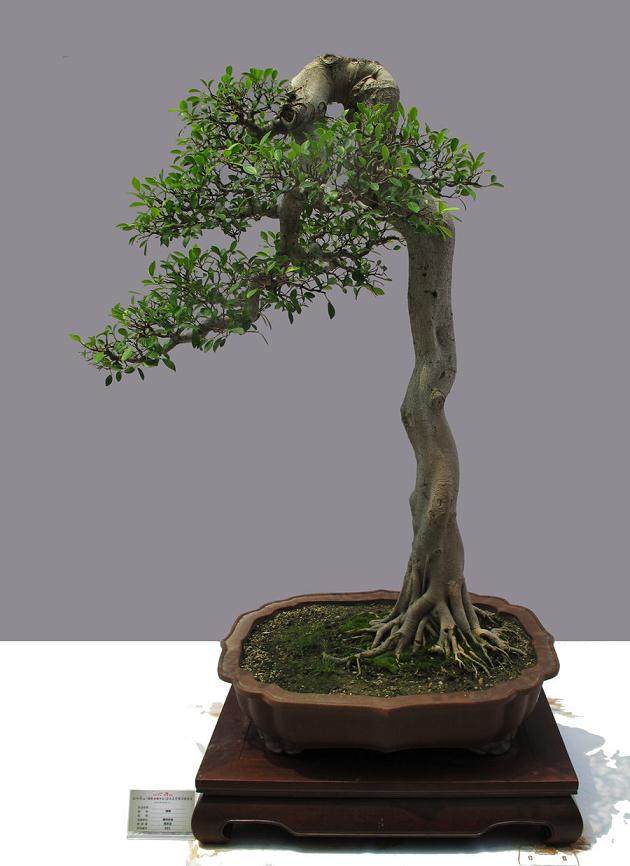 岭南盆景精品展在北海公园拉开了序幕 展期 12 天