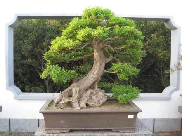 洛阳盆景发展的几点思考