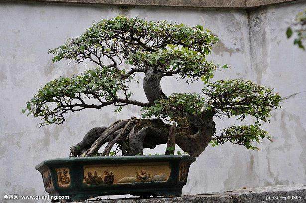 洛阳地区的盆景种类及造型分类