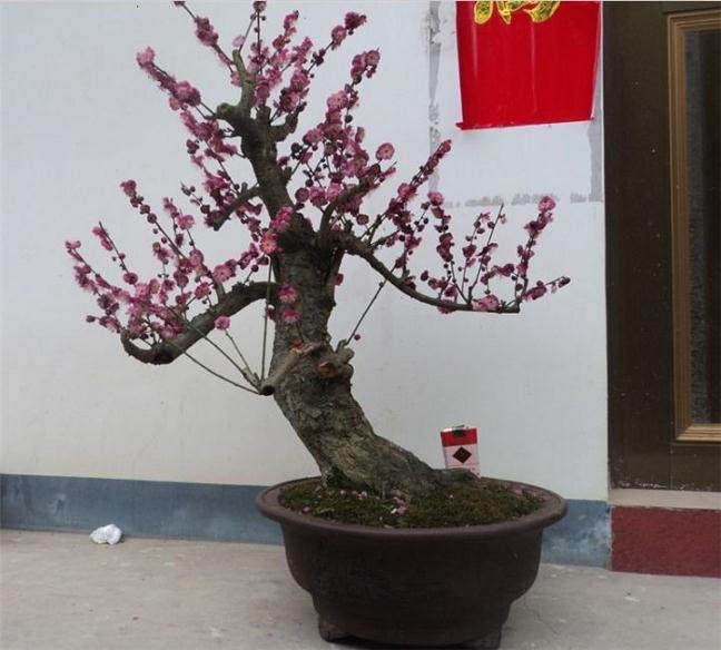 卖花渔村家家户户种植盆景 户均收入达10万元