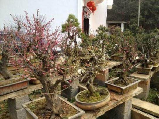 卖花渔村盆景产业化 SWOT 分析