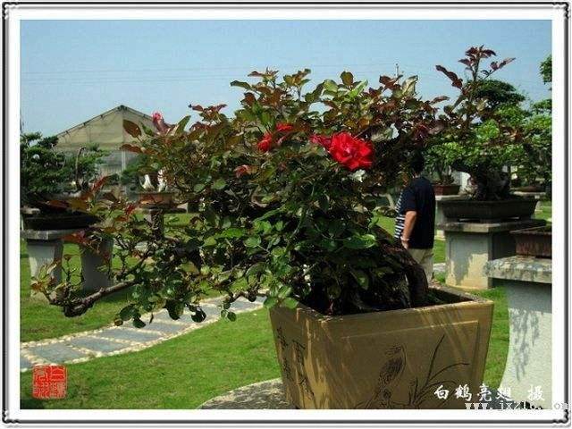 卖花渔村盆景产业化 SWOT 分析