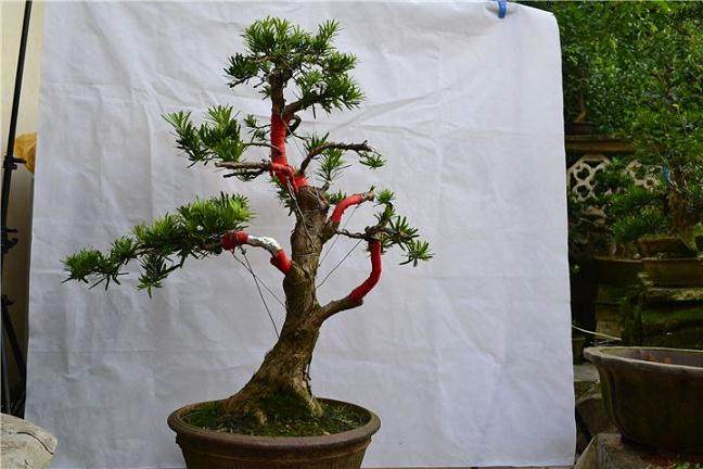 卖花渔村盆景的栽培历史与艺术风格