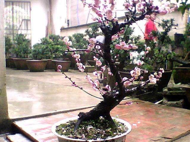 《盆景学》是广大农林院校开展的专业必修课程