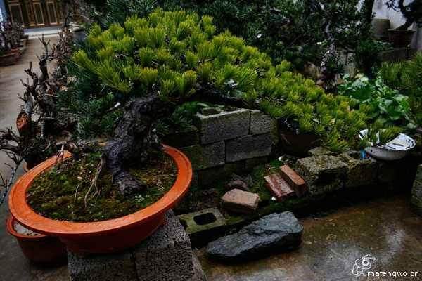 《盆景学》是广大农林院校开展的专业必修课程