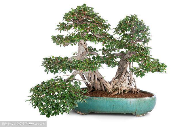 榕树盆景在办公室内摆放风水,势有何影响?
