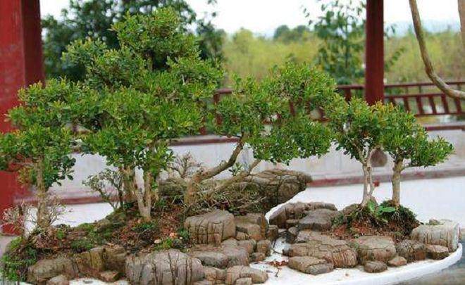 盆景的最好摆放技巧