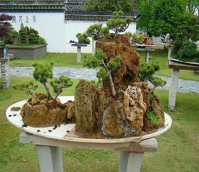 常见的山水盆景皱法有这4种
