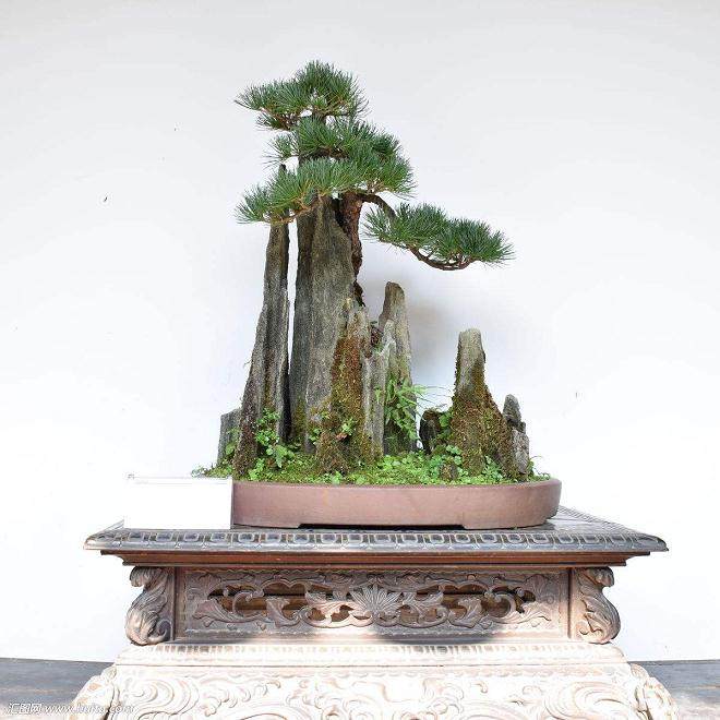 山水盆景展台布置 要注意4点